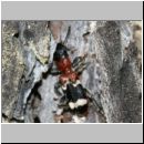 Thanasimus formicarius - Ameisenbuntkaefer 01c am Kieferstamm.jpg